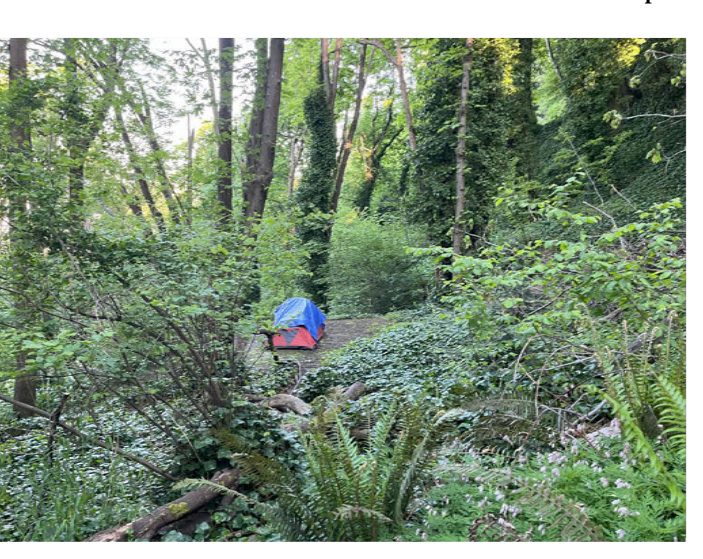 City of Seattle homeless encampment cleanup at Kinnear Park, 2025-05-07 (Interbay)