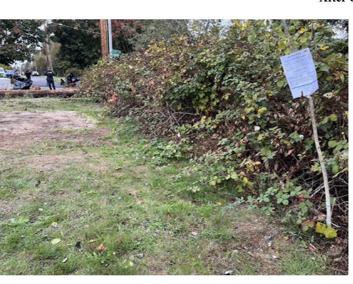 City of Seattle homeless encampment cleanup at fremont ave n & n 110th st, 2025-10-17 (North Beach/Blue Ridge)